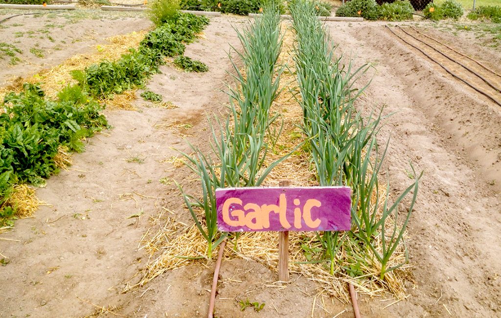 Boyd Community Garden