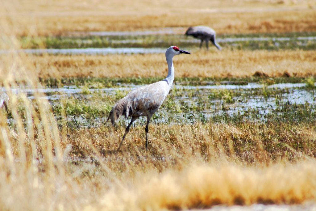 Explore a Wildlife Refuge