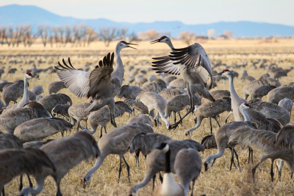 Top Colorado Bird Watching - 36 Hours in Alamosa