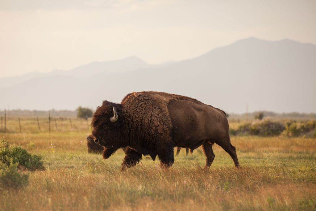 See Bison at Zapata Ranch