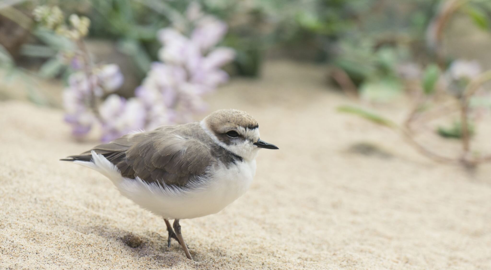 snowy plover on beach