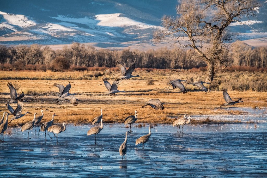 Tips and Tricks for Photographing Sandhill Cranes