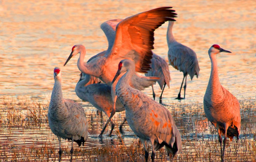 Top 5 Things to Know About the Sandhill Crane Mirgation