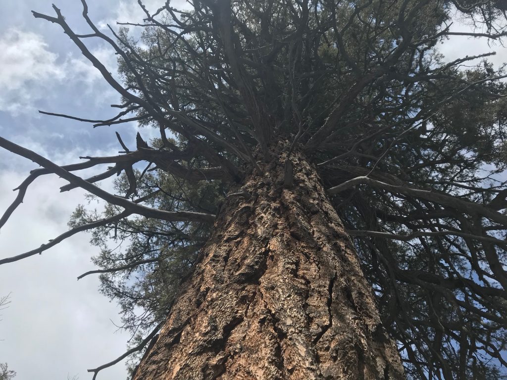 Giant Fir Trail